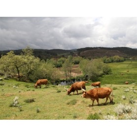 Carne Barrosã  - Lote Completo