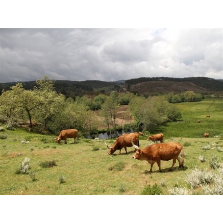 Carne Barrosã  - Lote Primeira