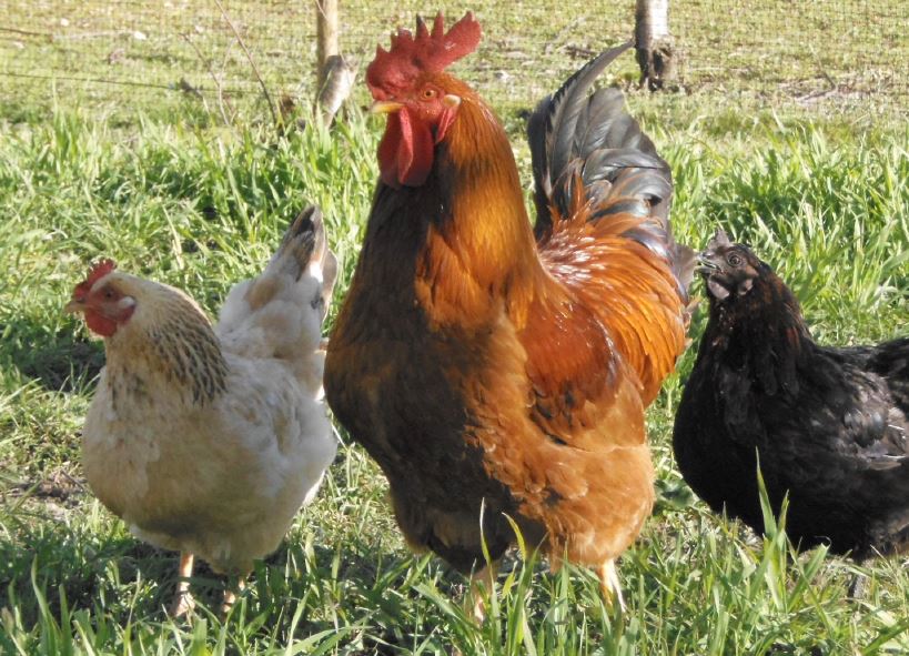 Aves de Capoeira Alto Tâmega