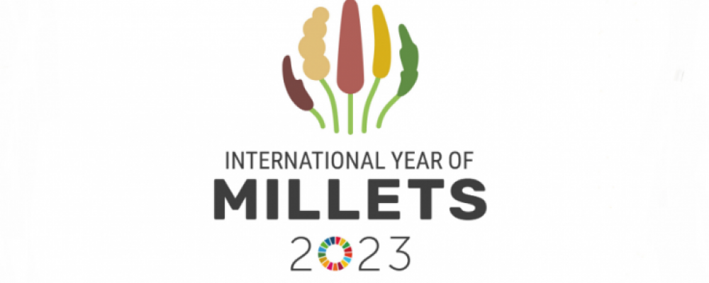 FAO declara 2023 Ano Internacional do Milho Painço
