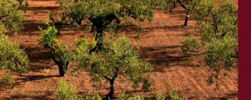 Lançada a primeira revista do Centro de Competências para a Dieta Mediterrânica