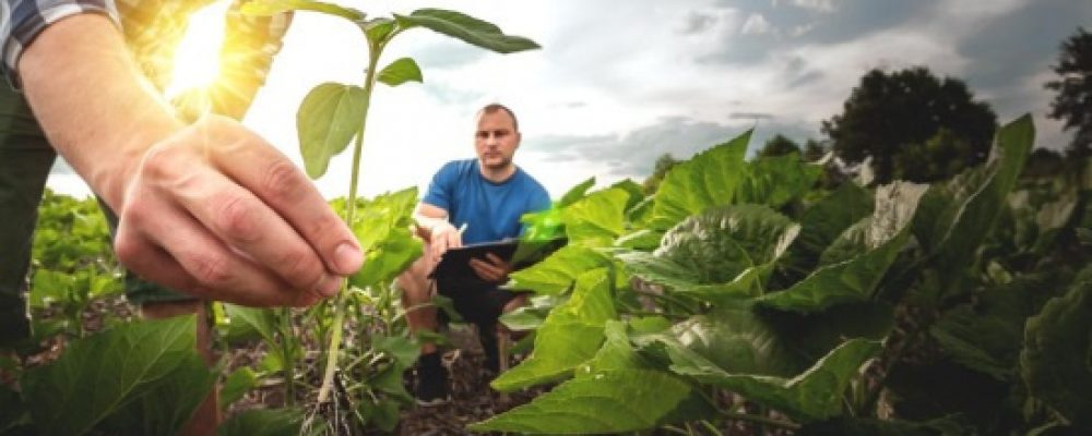 Apresentada a Visão da Comissão Europeia para a Agricultura e Alimentação