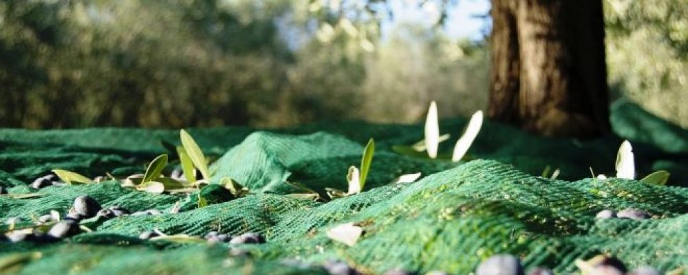 27 de Outubro | Webinar “O olival, o azeite e o ambiente”