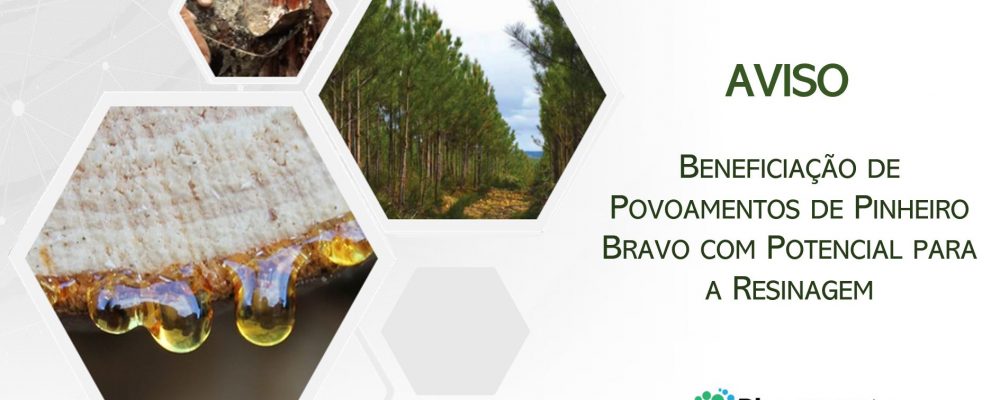 Fundo Ambiental | Candidaturas abertas povoamentos de pinheiro-bravo para resinagem
