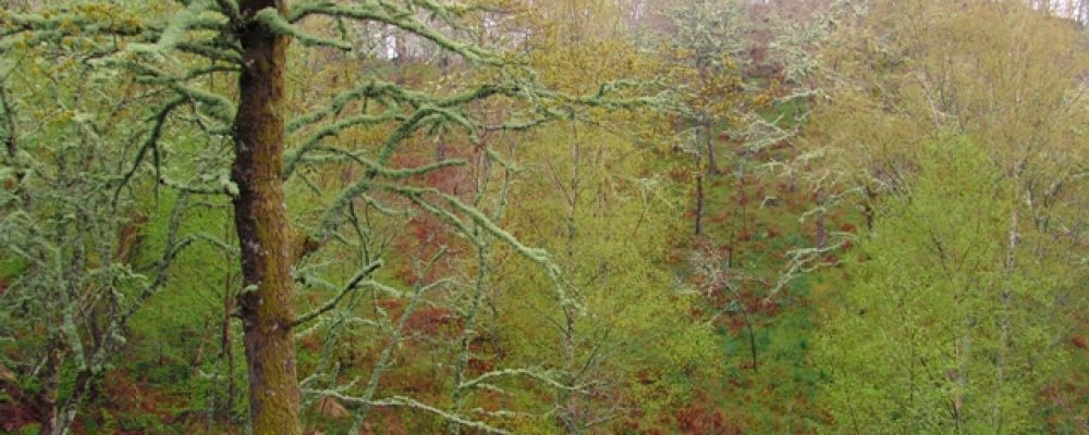 Estratégia Europeia para a Floresta