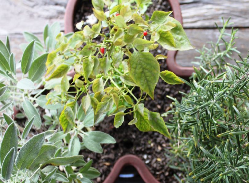 Plantas Aromáticas condimentares e medicinais de Vilar de Perdizes